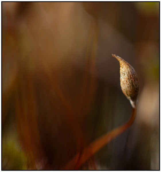 2010-04-02 - Ruig haarmos<br/>NP De Hoge Veluwe - Otterlo - Nederland<br/>Canon EOS 50D - 100 mm - f/2.8, 1/800 sec, ISO 200