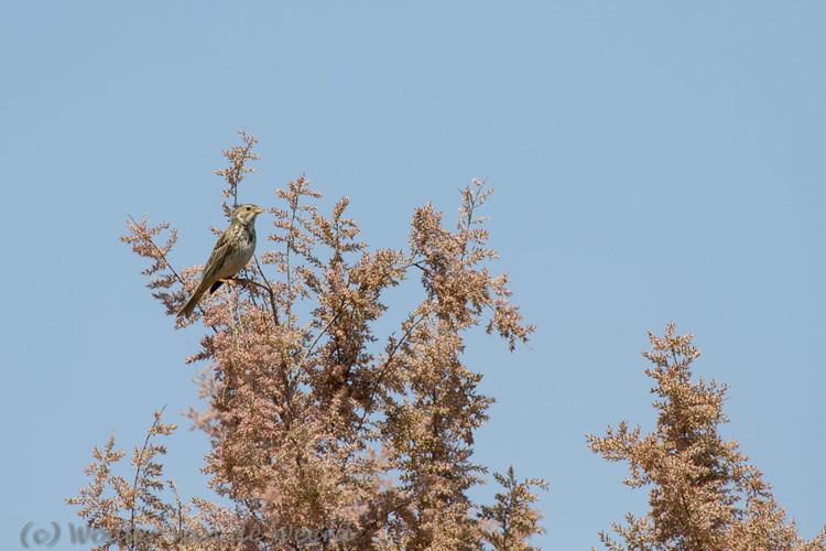 2012-05-03 - Grauwe gors<br/>Lesbos - Griekenland<br/>Canon EOS 7D - 400 mm - f/8.0, 1/640 sec, ISO 200