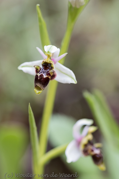 2019-04-24 - Bijenorchis<br/><br/>Canon EOS 7D Mark II - 100 mm - f/4.0, 1/320 sec, ISO 400