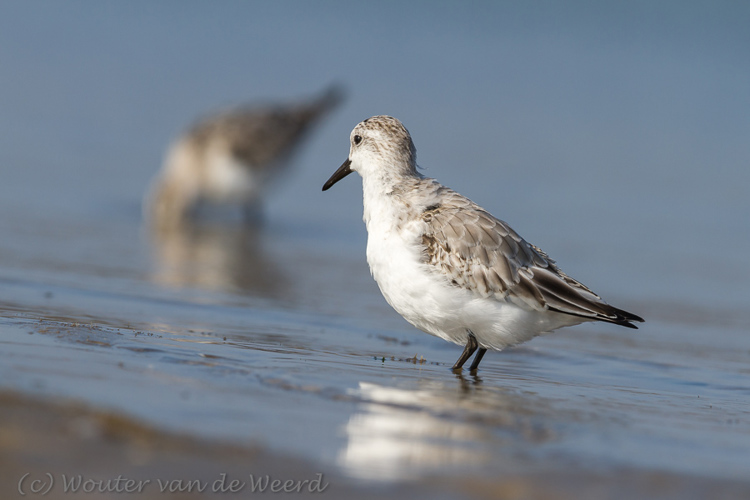 2013-10-07 - Drieteenstrandloper<br/>Strand bij Pier van IJmuiden - IJmuiden - Nederland<br/>Canon EOS 7D - 420 mm - f/8.0, 1/800 sec, ISO 200