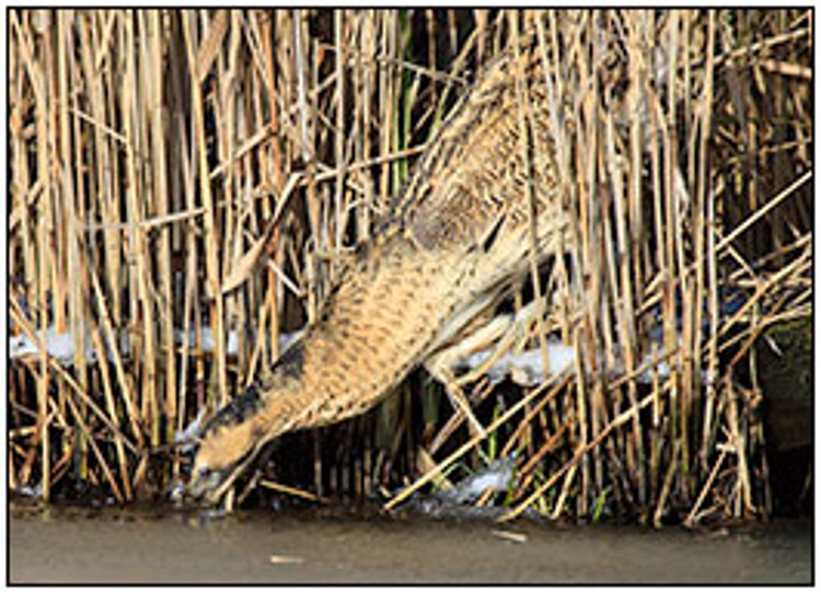 001-01-01 - Roerdomp tussen het riet op jacht<br/>Kockengen - Nederland<br/> -  - , , ISO