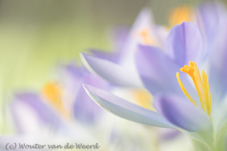 2019-02-15 - Krokussen<br/>Landgoed Niënhof - Bunnik - Nederland<br/>Canon EOS 7D Mark II - 100 mm - f/3.2, 1/160 sec, ISO 200