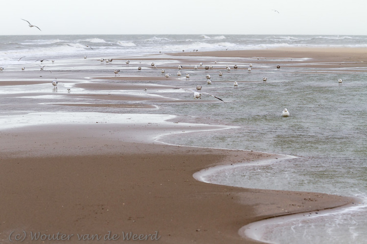 2014-01-07 - Waterlijn en meeuwen<br/>Strand - Katwijk - Nederland<br/>Canon EOS 7D - 98 mm - f/5.6, 1/250 sec, ISO 400