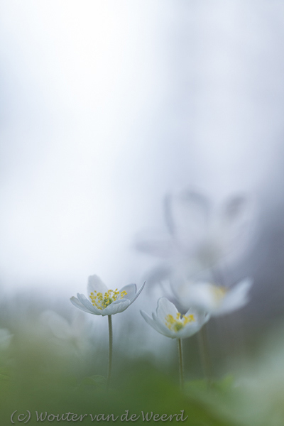 2013-04-08 - Bosanemonen reikend naar het licht<br/>Landgoed Amelisweerd - Bunnik - Nederland<br/>Canon EOS 7D - 100 mm - f/2.8, 1/2000 sec, ISO 400