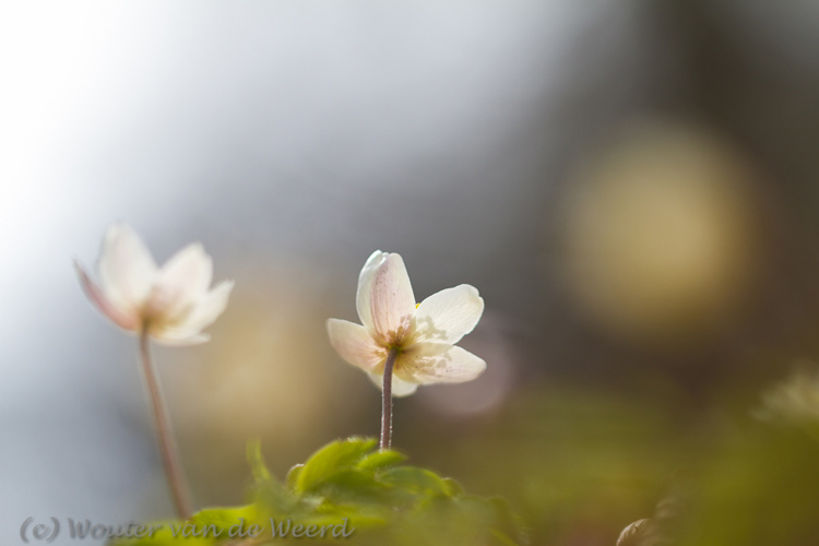 2013-04-08 - Bosanemonen<br/>Landgoed Amelisweerd - Bunnik - Nederland<br/>Canon EOS 7D - 100 mm - f/2.8, 1/1250 sec, ISO 200