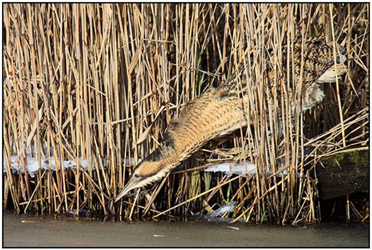 001-01-01 - Roerdomp tussen het riet op jacht<br/>Kockengen - Nederland<br/> -  - , , ISO