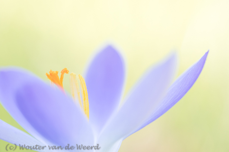 2019-02-15 - Krokus pastel<br/>Landgoed Niënhof - Bunnik - Nederland<br/>Canon EOS 7D Mark II - 100 mm - f/4.0, 0.01 sec, ISO 200
