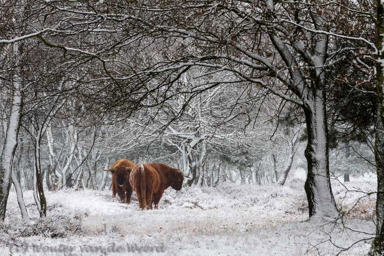 2012-12-03 - Schotse Hooglanders in een wit sneeuwlandschap<br/>Terletseweg - Terlet - Nederland<br/>Canon EOS 7D - 105 mm - f/8.0, 0.05 sec, ISO 200