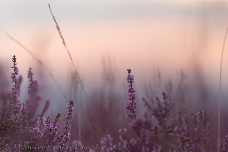 2014-08-23 - Sfeerplaatje van heide bij zonsopkomst<br/>Veluwezoom - Posbank - Rheden - Nederland<br/>Canon EOS 5D Mark III - 400 mm - f/5.6, 1/30 sec, ISO 100
