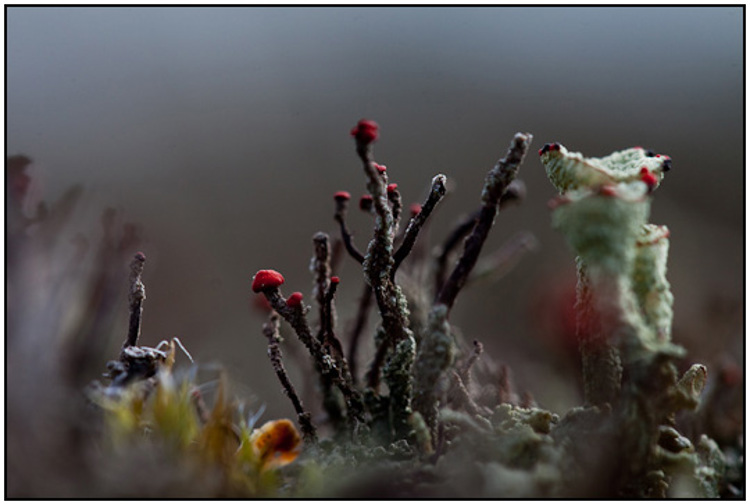 2010-04-02 - Rode heidelucifer<br/>NP De Hoge Veluwe - Otterlo - Nederland<br/>Canon EOS 50D - 100 mm - f/5.6, 1/125 sec, ISO 200