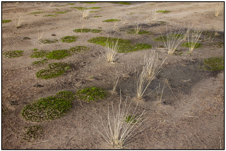 2010-04-02 - Kale vlakte<br/>NP De Hoge Veluwe - Otterlo - Nederland<br/>Canon EOS 50D - 24 mm - f/11.0, 1/60 sec, ISO 200