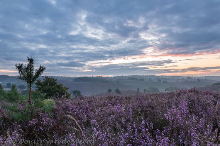 2014-08-23 - Bloeiende heide bij zonsopkomst<br/>Veluwezoom - Posbank - Rheden - Nederland<br/>Canon EOS 5D Mark III - 24 mm - f/11.0, 0.8 sec, ISO 100