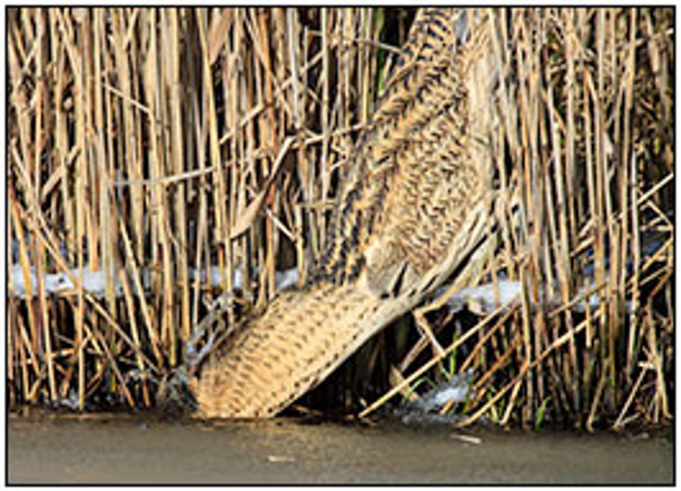 001-01-01 - Roerdomp tussen het riet op jacht<br/>Kockengen - Nederland<br/> -  - , , ISO