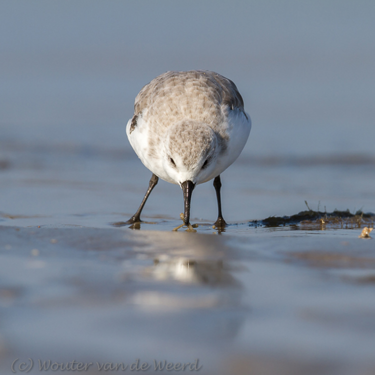 2013-10-07 - Op zoek naar wat lekkers<br/>Strand bij Pier van IJmuiden - IJmuiden - Nederland<br/>Canon EOS 7D - 420 mm - f/8.0, 1/800 sec, ISO 200