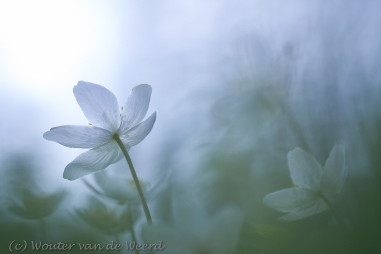 2013-04-08 - Bosanemonen - scherp en onscherp<br/>Landgoed Amelisweerd - Bunnik - Nederland<br/>Canon EOS 7D - 100 mm - f/2.8, 1/1600 sec, ISO 400