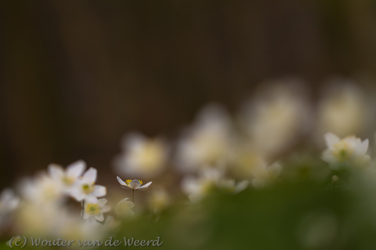 2013-04-08 - Bosanemonen op een rijtje<br/>Landgoed Amelisweerd - Bunnik - Nederland<br/>Canon EOS 7D - 100 mm - f/2.8, 1/2000 sec, ISO 200