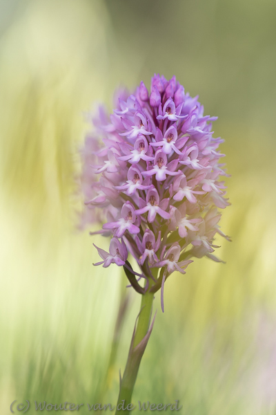 2019-04-27 - Hondskruid<br/>Palmela - Portugal<br/>Canon EOS 7D Mark II - 100 mm - f/3.5, 1/500 sec, ISO 200