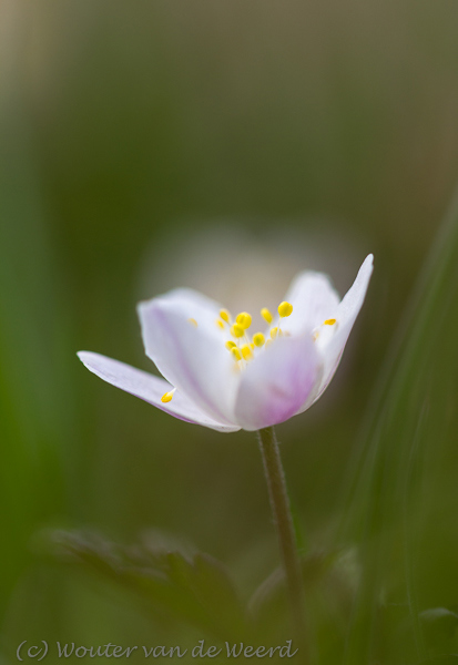 2013-04-08 - Bosanemoon<br/>Landgoed Amelisweerd - Bunnik - Nederland<br/>Canon EOS 7D - 100 mm - f/2.8, 1/800 sec, ISO 200