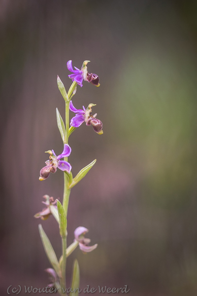 2019-04-24 - Bijenorchis<br/>Querença - Portugal<br/>Canon EOS 7D Mark II - 100 mm - f/2.8, 1/1000 sec, ISO 400