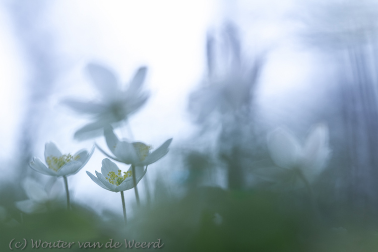 2013-04-08 - Bosanemonen in blauwe sferen<br/>Landgoed Amelisweerd - Bunnik - Nederland<br/>Canon EOS 7D - 100 mm - f/4.0, 1/640 sec, ISO 200