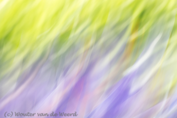 2019-02-15 - Schilderen met krokuskleuren<br/>Landgoed Niënhof - Bunnik - Nederland<br/>Canon EOS 7D Mark II - 100 mm - f/32.0, 0.5 sec, ISO 200
