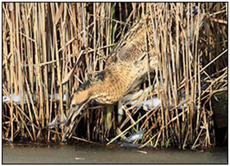 001-01-01 - Roerdomp tussen het riet op jacht<br/>Kockengen - Nederland<br/> -  - , , ISO 