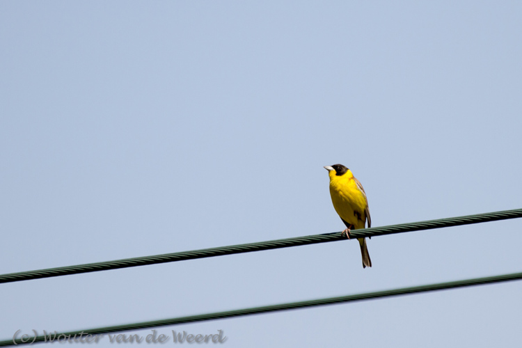 2012-04-30 - Zwartkopgors<br/>Lesbos - Griekenland<br/>Canon EOS 7D - 400 mm - f/6.3, 1/800 sec, ISO 200
