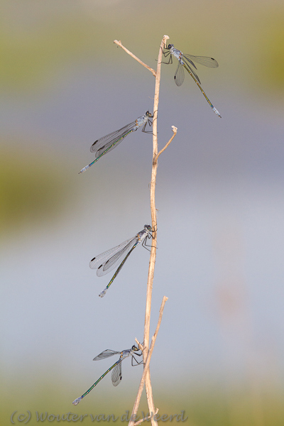 2012-05-03 - Juffers op een rietstengel<br/>Lesbos - Griekenland<br/>Canon EOS 7D - 250 mm - f/8.0, 1/640 sec, ISO 400