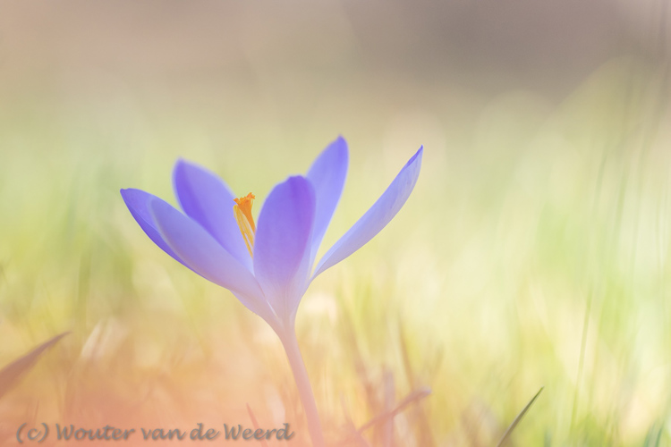 2019-02-15 - Krokus in het gras<br/>Landgoed Niënhof - Bunnik - Nederland<br/>Canon EOS 7D Mark II - 100 mm - f/3.2, 1/640 sec, ISO 400