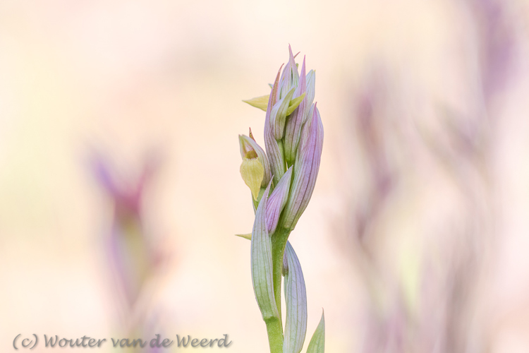 2019-04-23 - Tongorchis<br/><br/>Canon EOS 7D Mark II - 100 mm - f/3.5, 1/800 sec, ISO 200