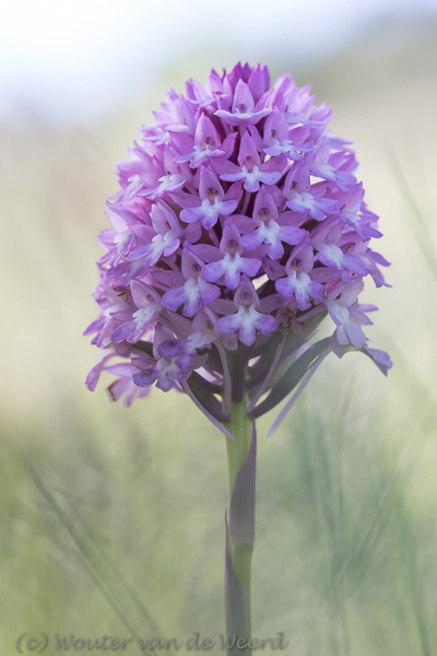 2019-04-27 - Hondskruid<br/>Palmela - Portugal<br/>Canon EOS 7D Mark II - 100 mm - f/6.3, 0.01 sec, ISO 200
