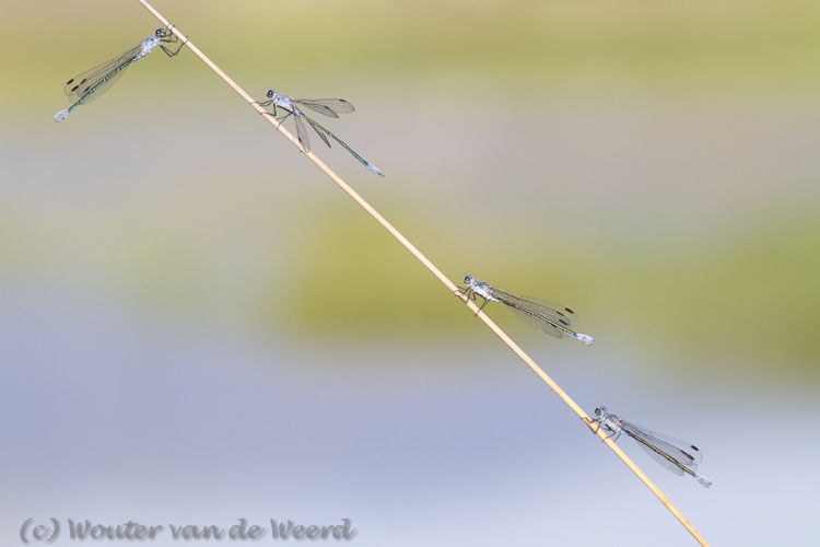 2012-05-03 - Vier juffers op een rietstengel <br/>Lesbos - Griekenland<br/>Canon EOS 7D - 235 mm - f/8.0, 1/640 sec, ISO 400