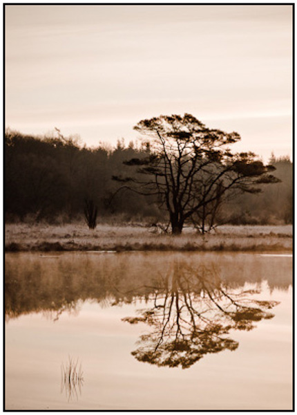 2011-03-20 - Fraaie boom bij het ven<br/>Kootwijkerveen - Kootwijk - Nederland<br/>Canon EOS 7D - 73 mm - f/7.1, 1/60 sec, ISO 200