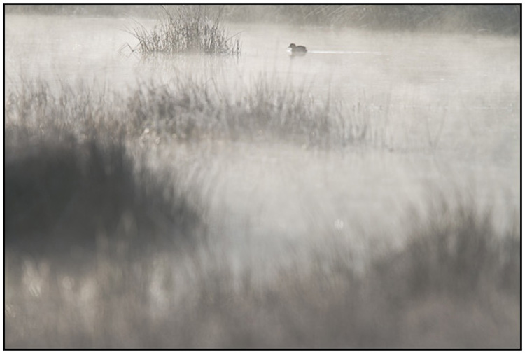 2011-03-20 - Dodaars in de mist tussen het riet<br/>Kootwijkerveen - Kootwijk - Nederland<br/>Canon EOS 7D - 420 mm - f/4.0, 1/800 sec, ISO 200