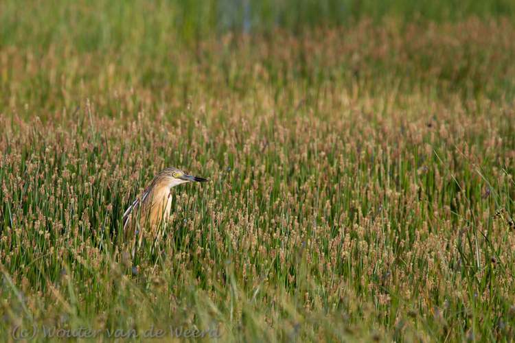 2012-05-03 - Ralreiger<br/>Lesbos - Griekenland<br/>Canon EOS 7D - 365 mm - f/8.0, 1/500 sec, ISO 200