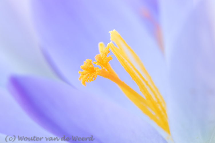 2019-02-15 - Stamper van een krokus<br/>Landgoed Niënhof - Bunnik - Nederland<br/>Canon EOS 7D Mark II - 100 mm - f/8.0, 1/6 sec, ISO 200