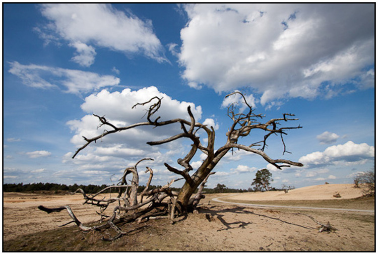 2010-04-02 - Grillige boom op de zandvlakte<br/>NP De Hoge Veluwe - Otterlo - Nederland<br/>Canon EOS 50D - 10 mm - f/11.0, 1/400 sec, ISO 200