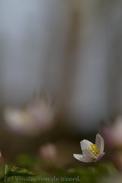 2013-04-08 - Bosanemoon in het bos<br/>Landgoed Amelisweerd - Bunnik - Nederland<br/>Canon EOS 7D - 100 mm - f/4.5, 1/1000 sec, ISO 200