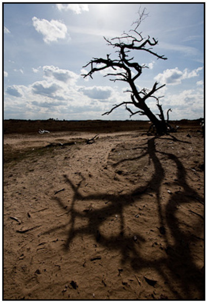 2010-04-02 - Grillige boom en schaduw<br/>NP De Hoge Veluwe - Otterlo - Nederland<br/>Canon EOS 50D - 10 mm - f/11.0, 1/500 sec, ISO 200