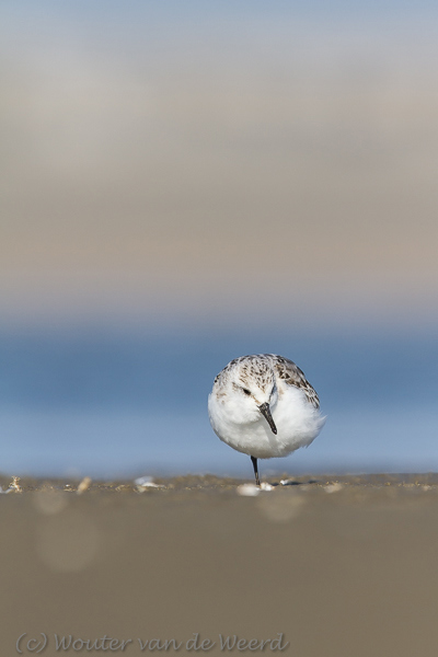 2013-10-07 - Drieteenstrandloper balancerend op één poot<br/>Strand bij Pier van IJmuiden - IJmuiden - Nederland<br/>Canon EOS 7D - 420 mm - f/5.6, 1/1600 sec, ISO 200