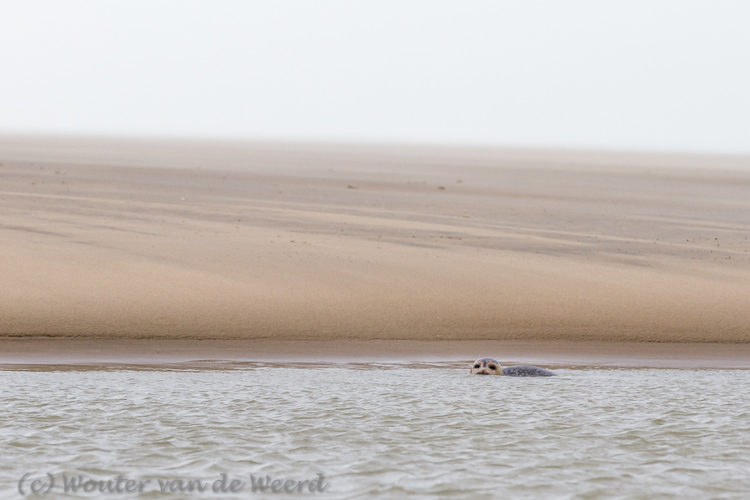 2014-01-07 - Zeehond bij het strand<br/>Strand - Katwijk - Nederland<br/>Canon EOS 7D - 200 mm - f/5.6, 1/800 sec, ISO 800