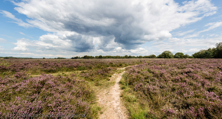 2014-08-20 - Elspeetsche heide<br/>Elspeetsche heide - Vierhouten - Nederland<br/>Canon EOS 5D Mark III - 24 mm - f/8.0, 1/400 sec, ISO 200