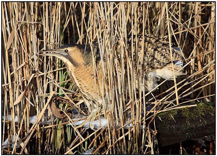 001-01-01 - Roerdomp tussen het riet<br/>Kockengen - Nederland<br/> -  - , , ISO 