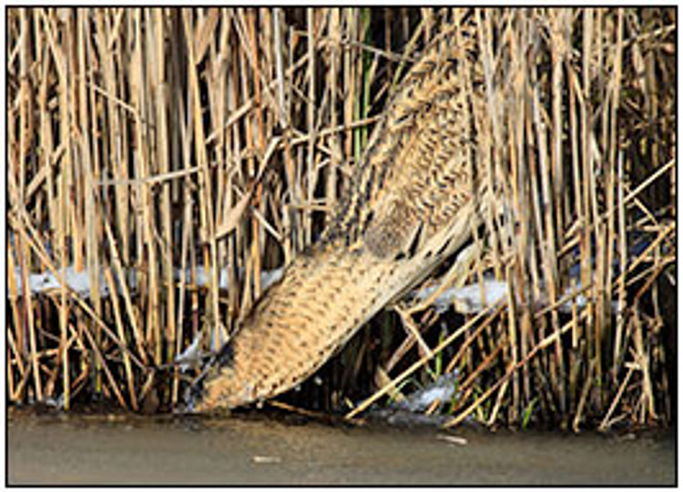 001-01-01 - Roerdomp tussen het riet op jacht<br/>Kockengen - Nederland<br/> -  - , , ISO 