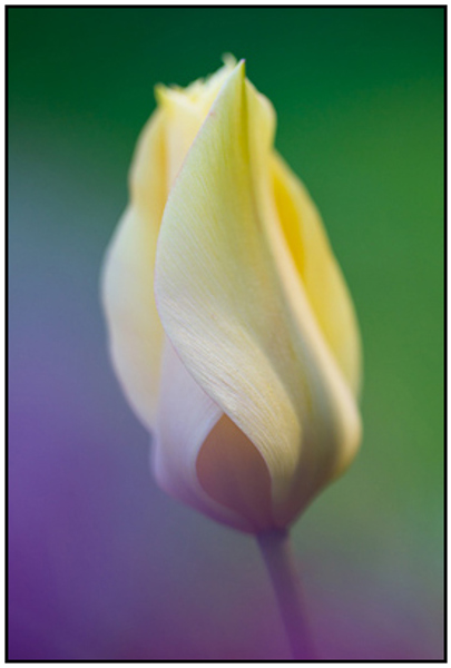 2011-04-30 - Gele tulp<br/>Thuis - Zeist - Nederland<br/>Canon EOS 7D - 100 mm - f/2.8, 1/400 sec, ISO 200