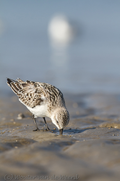 2013-10-07 - Overal wordt in het zand gezocht naar eten<br/>Strand bij Pier van IJmuiden - IJmuiden - Nederland<br/>Canon EOS 7D - 420 mm - f/8.0, 1/640 sec, ISO 200