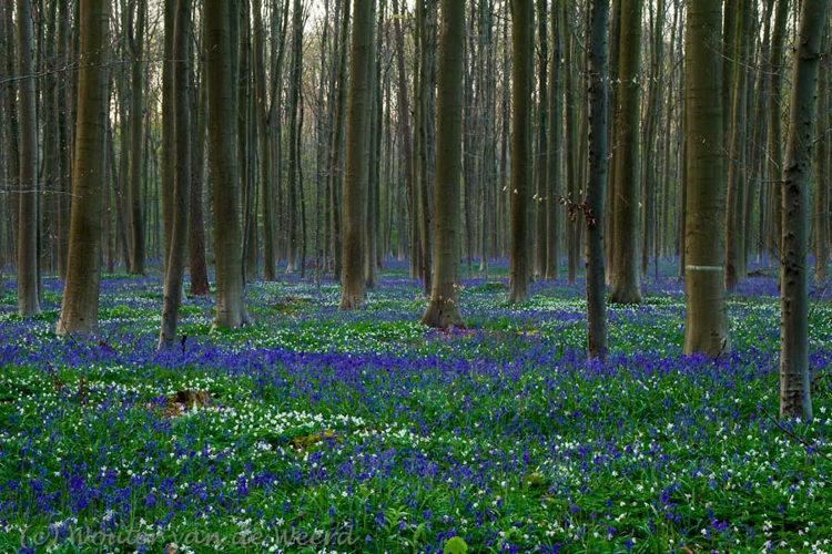 2012-04-16 - Een compleet bos vol wilde hyacinten<br/>Hallerbos - Halle - Belgie<br/>Canon EOS 7D - 50 mm - f/11.0, 0.6 sec, ISO 200