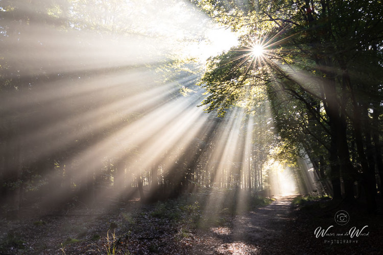 2022-09-30 - Prachtige zonneharpen in het bos<br/>Austerlitz - Nederland<br/>Canon EOS R5 - 35 mm - f/16.0, 0.2 sec, ISO 400