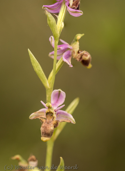 2019-04-24 - Bijenorchis<br/>Querença - Portugal<br/>Canon EOS 7D Mark II - 100 mm - f/4.0, 1/320 sec, ISO 400