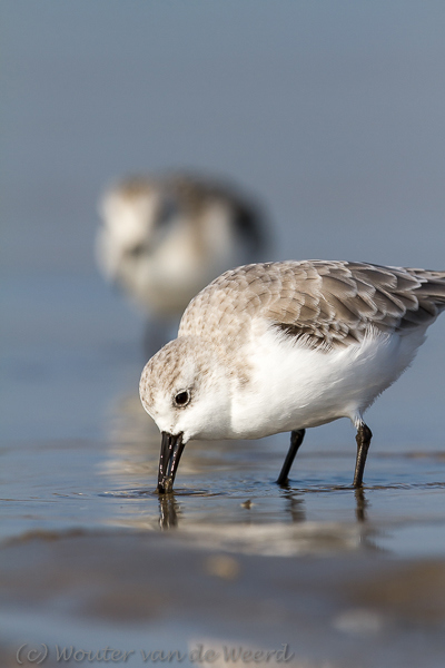 2013-10-07 - Portretje van dichtbij<br/>Strand bij Pier van IJmuiden - IJmuiden - Nederland<br/>Canon EOS 7D - 420 mm - f/8.0, 1/1000 sec, ISO 200